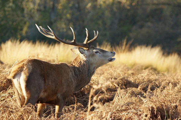 Jelen, jeleni, cervus elaphus — Stock fotografie