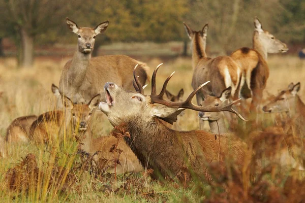 Veado Vermelho, Veado, Cervus elaphus — Fotografia de Stock