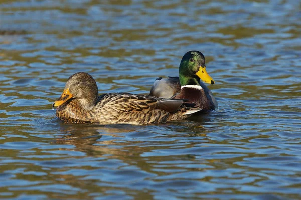 Wilde eend, anas platyrhynchos — Stockfoto