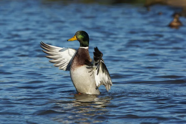 Wilde eend, anas platyrhynchos — Stockfoto