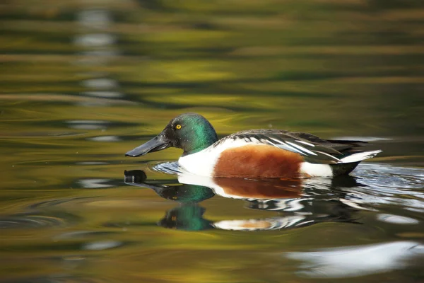 Kuzey shoveler, shoveler, anas clypeata — Stok fotoğraf