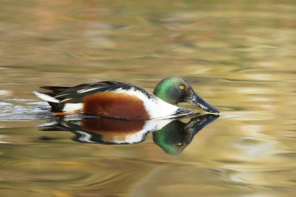 Kuzey shoveler, shoveler, anas clypeata — Stok fotoğraf