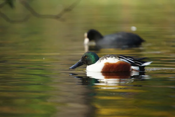 북부 shoveler, shoveler, 아나 스 clypeata — 스톡 사진