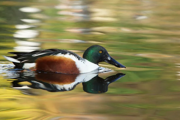 Kuzey shoveler, shoveler, anas clypeata — Stok fotoğraf