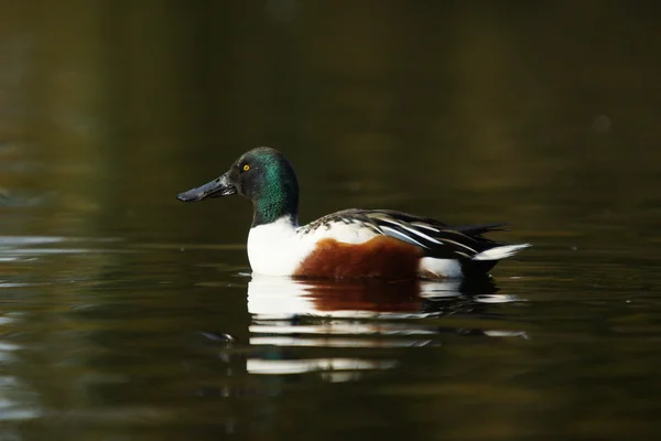 Noordelijke Slobeend Slobeend, anas clypeata — Stockfoto