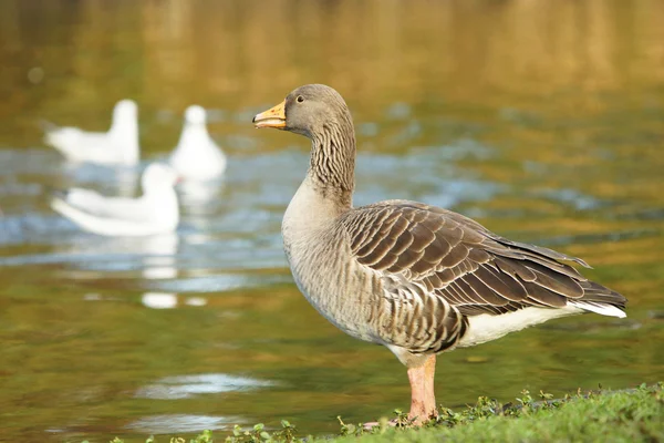 Greylag Goose, Anser anser — Stock Photo, Image