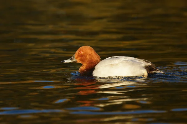 Comum Pochard, Pochard, Aythya ferina — Fotografia de Stock