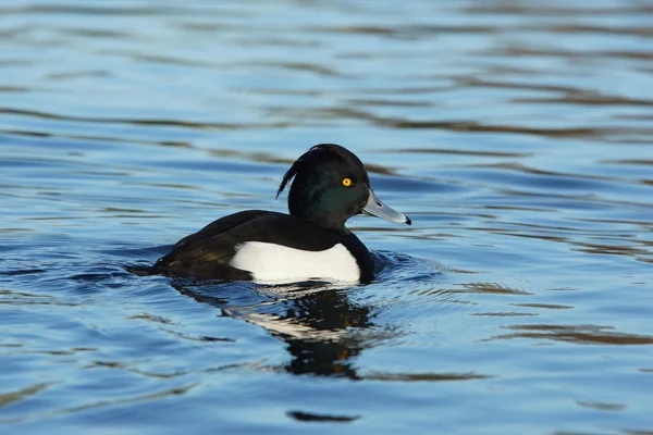 Büschelente, Aythya fuligula — Stockfoto