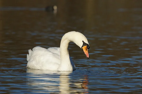 Stumsvan, cygnus olor — Stockfoto