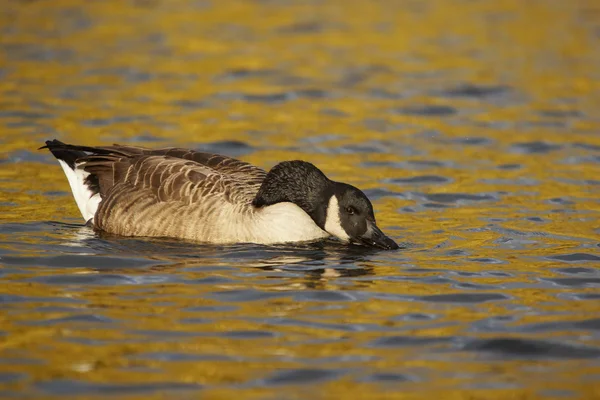 Kanada kazı, Branta kanadensis — Stok fotoğraf