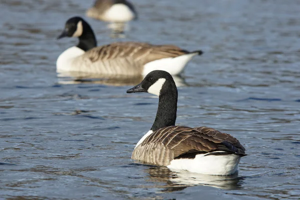 Ganso de Canadá, Branta canadensis — Foto de Stock