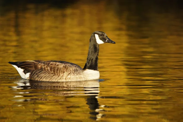 Canadese gans, Branta canadensis — Stockfoto