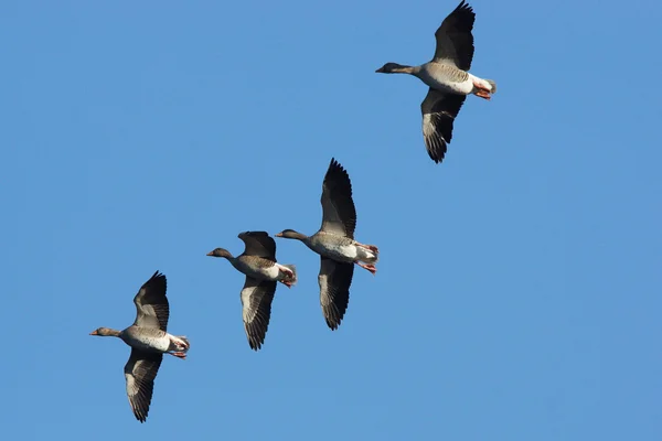 Ganso Greylag, Anser anser — Fotografia de Stock