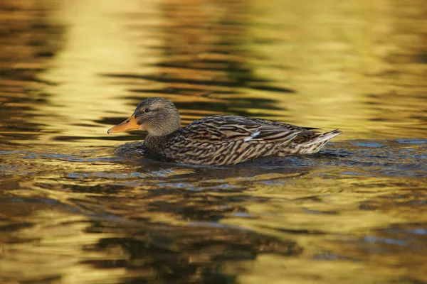 Mallard, Anas platyrhynchos — Stock Photo, Image