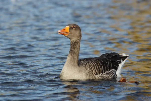 Greylaggåse, Anser anser – stockfoto