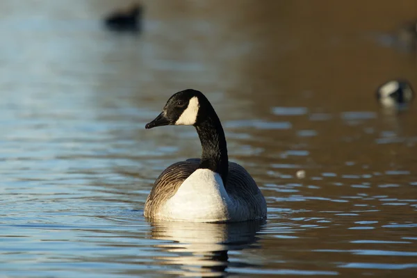 Kanadagans, Branta canadensis — Stockfoto