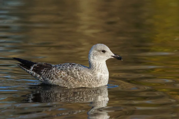 European Herring Gull, Larus argentatus — Stock Photo, Image