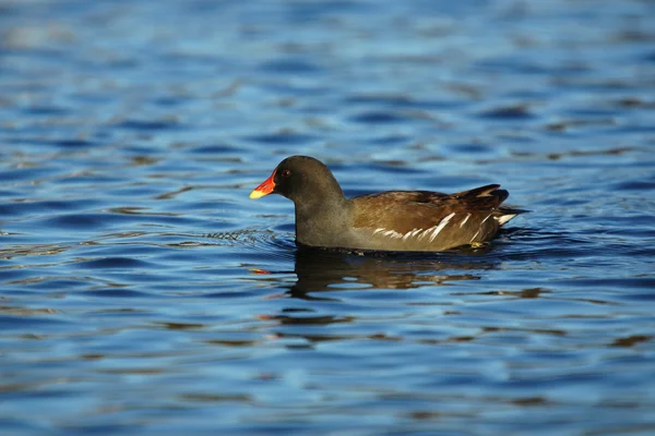 Moorhuhn, Gallinula chloropus — Stockfoto