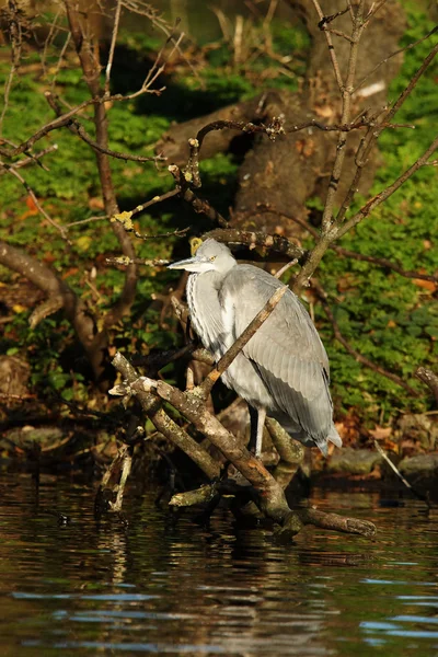 Garça cinzenta, Ardea cinerea — Fotografia de Stock