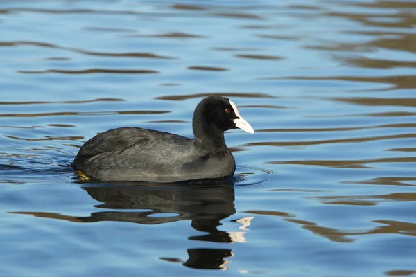 Eurásia Coot, Coot, Fulica atra — Fotografia de Stock