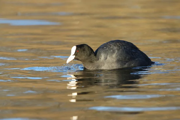 Euroasijských lyska, lyska, fulica atra — Stock fotografie