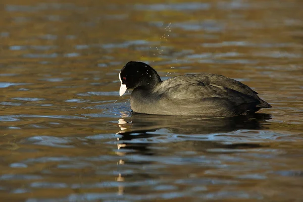 ユーラシアの coot、オオバン、アフリカマイマイ atra — ストック写真