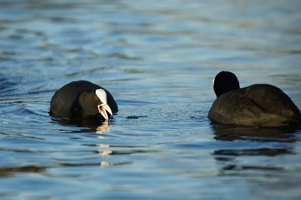 Eurasia Coot, Coot, Fulica atra — Foto de Stock