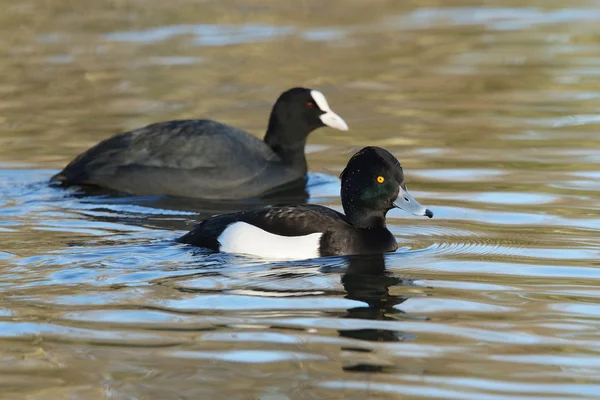 Tuftad anka, Aythya fuligula — Stockfoto