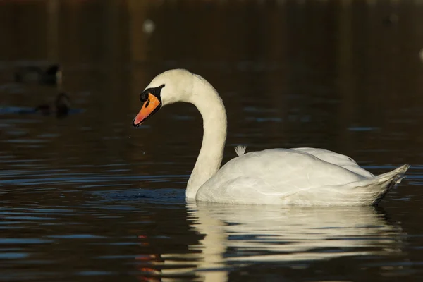 Höckerschwan, Cygnus olor — Stockfoto