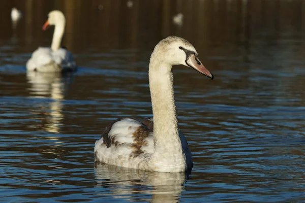 Mute Swan, Cygnus olor — Stock Photo, Image