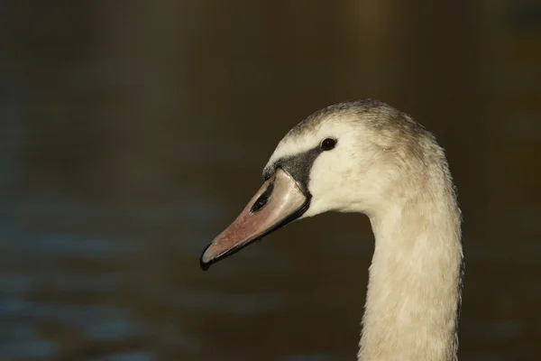 Cisne mudo, cygnus olor — Fotografia de Stock