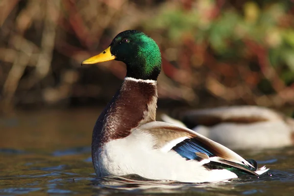 Wilde eend, anas platyrhynchos — Stockfoto