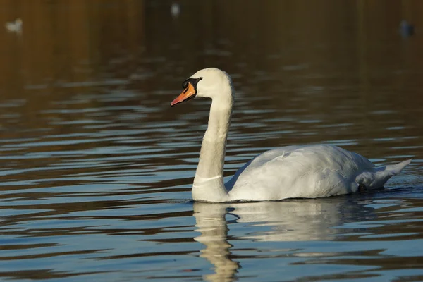 Łabędź niemy, cygnus olor — Zdjęcie stockowe