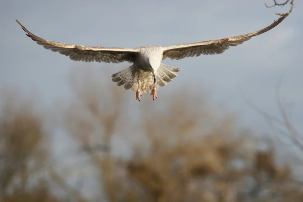 European Herring Gull, Larus argentatus — Stock Photo, Image