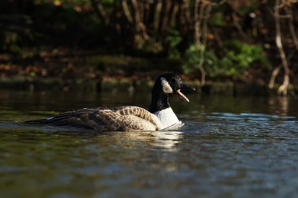 Χήνα του Καναδά, Branta canadensis — Φωτογραφία Αρχείου