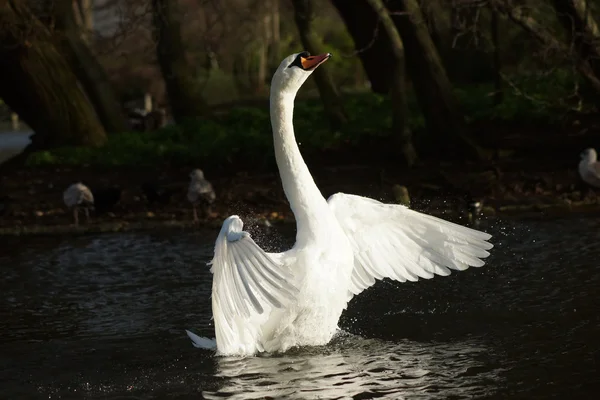Mute Swan, Cygnus olor — Stock Photo, Image