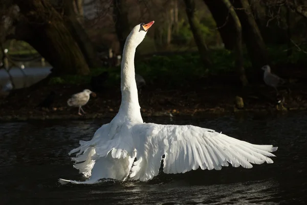 Mute Swan, Cygnus olor — Stock Photo, Image