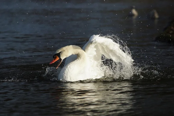 Mute Swan, Cygnus olor — Stock Photo, Image