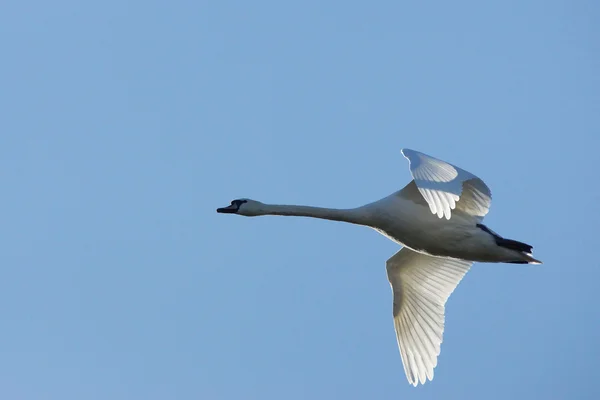 Stumsvan, cygnus olor — Stockfoto