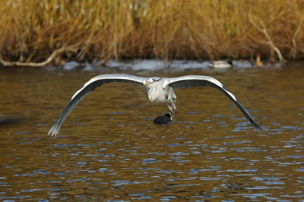 Garza gris, Ardea cinerea — Foto de Stock