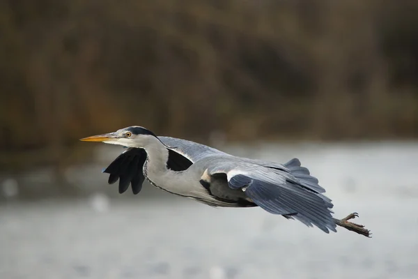 Garza gris, Ardea cinerea — Foto de Stock