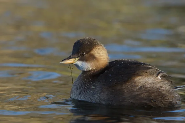 Pequeno grebe, Tachybaptus ruficollis — Fotografia de Stock