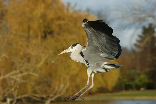 Gri balıkçıl, Ardea cinerea — Stok fotoğraf