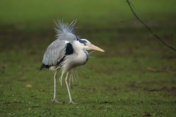 Gri balıkçıl, Ardea cinerea — Stok fotoğraf