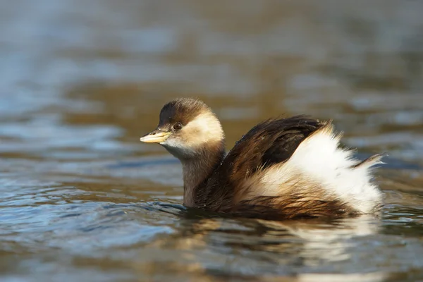 Lilla kråkan, Tachybaptus ruficollis — Stockfoto