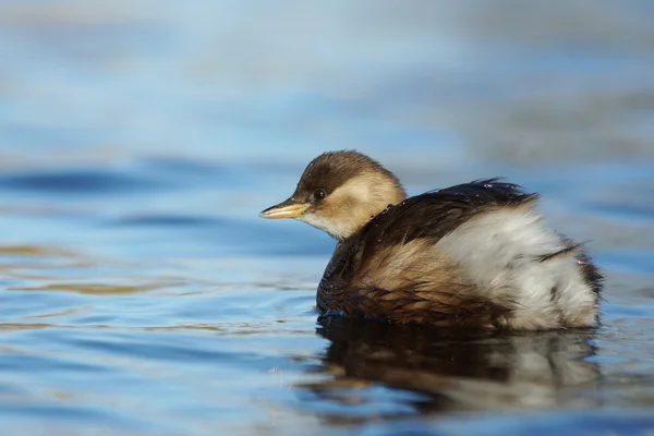 Małego grebe, Taachybaptus ruficollis — Zdjęcie stockowe