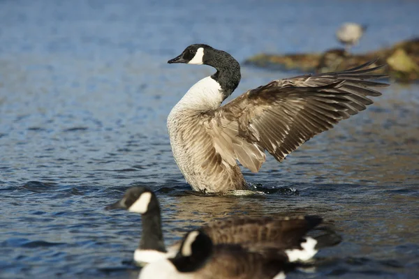 Ganso de Canadá, Branta canadensis —  Fotos de Stock