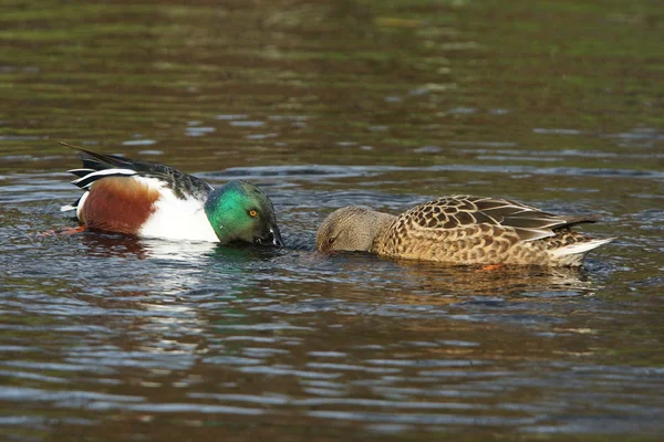 Noordelijke Slobeend Slobeend, anas clypeata — Stockfoto