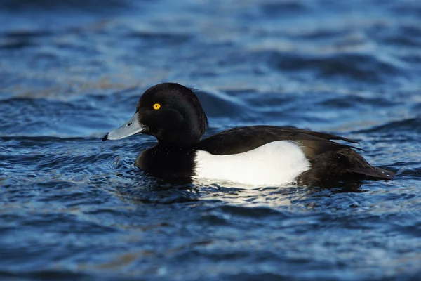 Büschelente, Aythya fuligula — Stockfoto