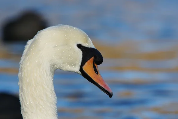 Cisne mudo, cygnus olor — Fotografia de Stock